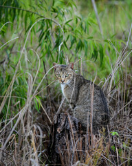 Naklejka premium young cat looking for some prey