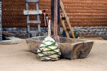 Agave plant ready to be processed into Mezcal, a typical Mexican alcoholic drink famous wolrldwide.