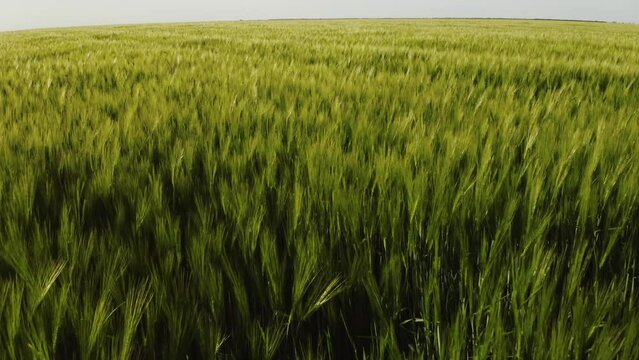 4k video. Aerial view of an agriculture landscape over a young green wheat field. Farming industry.