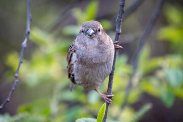 Sparrow sitting on a green branch in spring. Sparrow with playful poise on branch in spring or summer