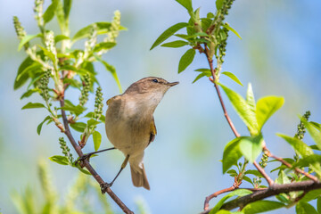 Common chiffchaff, lat. phylloscopus collybita, sitting on branch of bush in spring and looking for food