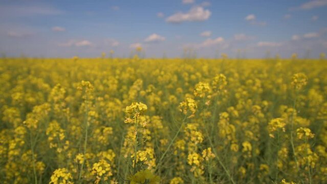 4k video. Wide angle view of a big field wit rapeseed flower plants photographed against blue sky during a sunny day. Agriculture landscape and farming industry.