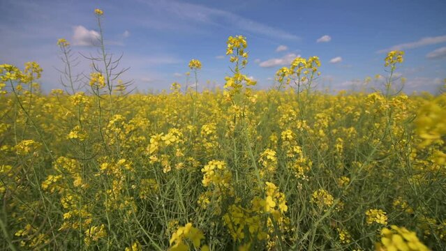 4k video. Wide angle view of a big field wit rapeseed flower plants photographed against blue sky during a sunny day. Agriculture landscape and farming industry.