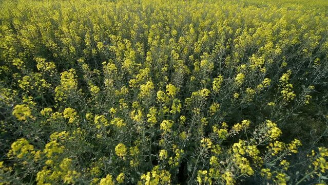 4K video. Wide angle view of a big field wit rapeseed flower plants photographed against blue sky during a sunny day. Agriculture landscape and farming industry.