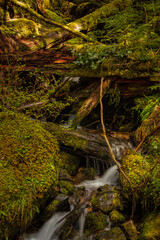 A small stream in the Forest