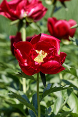 Obraz premium Peony