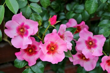 素敵に咲くピンクのバラの花　春のバラ園　みかもやま