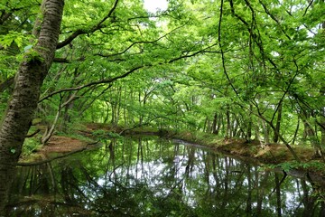 Fototapeta na wymiar 森林の中　爽やかな新緑　池　癒しの風景　みかもやま