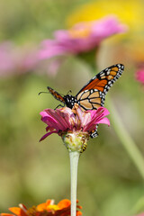 butterfly on flower