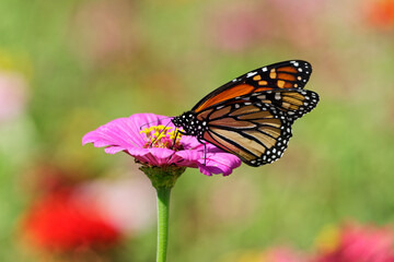 butterfly on flower