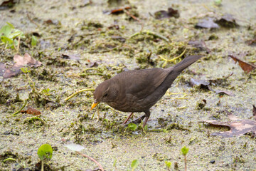 blackbird on a swamp in spring