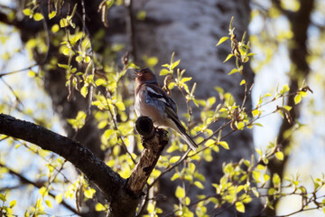 chaffinch sings on a tree