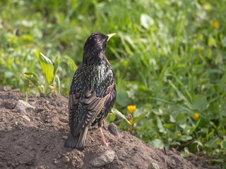 portrait of a starling