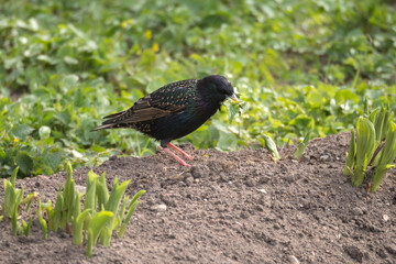 portrait of a starling