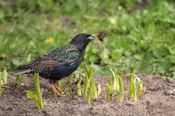 starling gathers material for the nest
