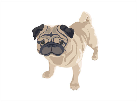 Vector image of a dog. Pug.