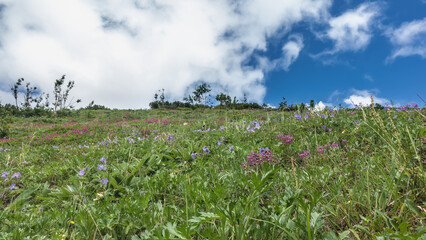 Pink and purple wildflowers grow in a summer meadow, among lush green grass. Clouds in the blue sky. Kamchatka