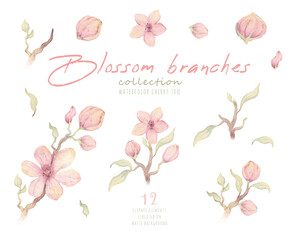 Floral spring elements isolated on white background. Watercolor hand drawn set with delicate illustration of pink blossom cherry flowers, branch, twigs, leaves. Simple nursery collection