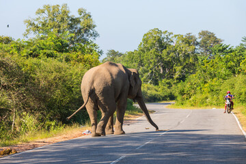 Fototapeta na wymiar Elephant on road