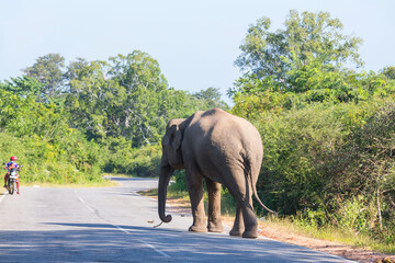 Obraz na płótnie Canvas Elephant on road