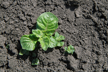 Young green potato seedlings in the field.