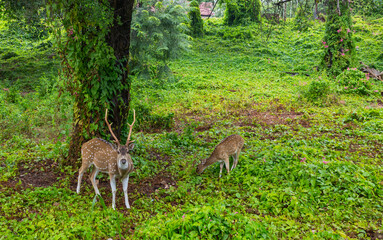 Spotted deer
