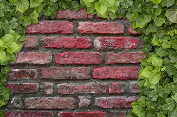 Old Texture brick wall, background, detailed pattern covered in ivy