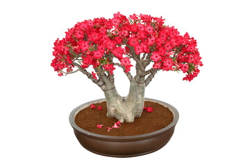 beautiful red desert Rose bonsai isolated on white background, a bonsai for decoration of the environment. Rosa do deserto or Adenium Obesum