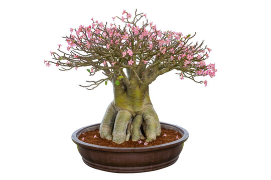 beautiful pink desert Rose bonsai isolated on white background, a bonsai for decoration of the environment. Rosa do deserto or Adenium Obesum