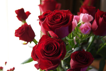 赤色の花　薔薇