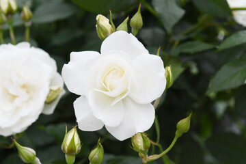 Obraz premium 薔薇の花