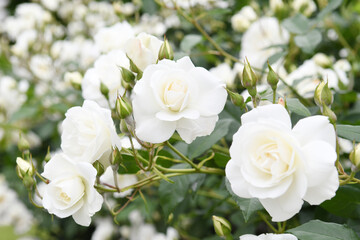 白色の花　薔薇