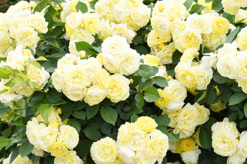 黄色の花　バラ