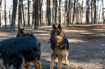 Young dogs frolic in the pine forest. Two males and a female German Shepherd playing, catching up, sniffing, running and exploring each other. Without leashes. Animal socialization. Blurred motion.