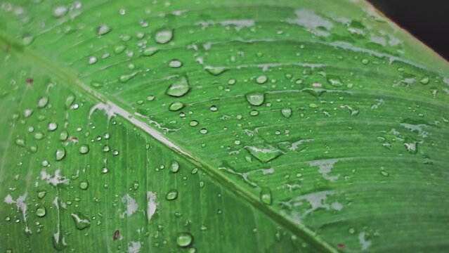 Green monocot leaf with water droplet condensation after rain