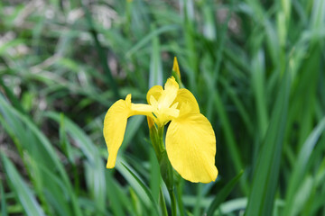 黄菖蒲の花