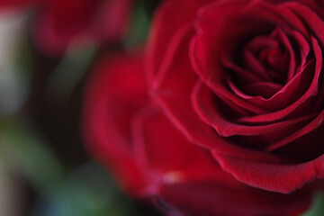 赤色の花　薔薇