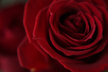 赤色の花　薔薇