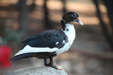 A picture of a duck and a goose in the garden