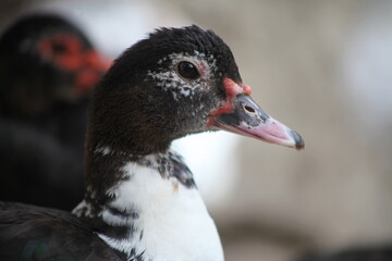 A picture of a duck and a goose in the garden