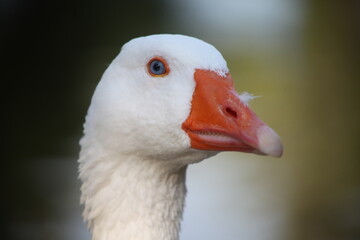 A picture of a duck and a goose in the garden