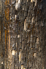 Tree bark texture. Reminiscent of rustic wood with some imperfections. Top view