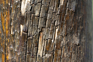 Tree bark texture. Reminiscent of rustic wood with some imperfections. Top view