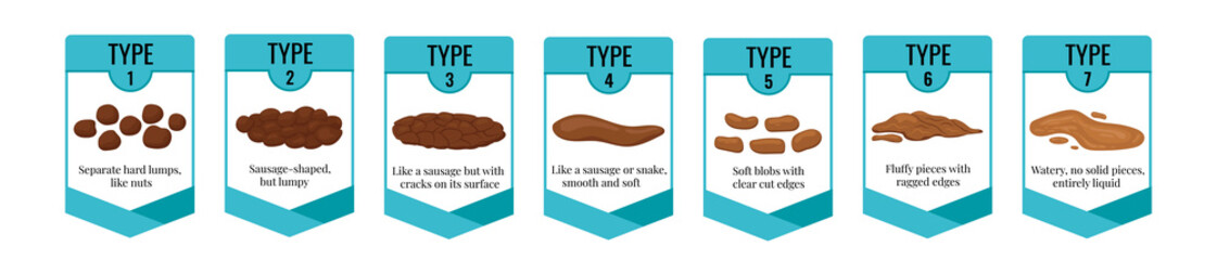 Bristol stool chart with faesces type classification. Different form poop excrement - from constipation to diarrhea health indicator isolated on white. Flat design vector poo scale illustration