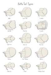 Hand drawn vector illustration set of betta fish.