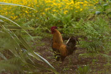 chiken