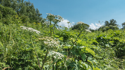 Hogweed grows in a green meadow. A tall herbaceous plant with large carved leaves and white umbellate inflorescences. Flies fly over flowers. Blue sky. Kamchatka