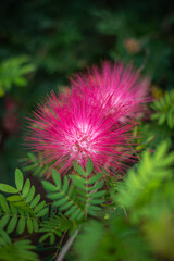 red flower with leaf and dark shadow background in summer time. natural flower background in the garden. top view of nature backgrounds. Bright beautiful bouquet of red flower with mountain.