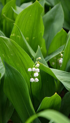 Lily of the valley flower (Lat. Convallaria) is white in the spring forest 
