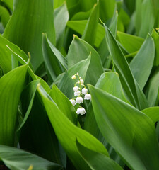 Obraz premium Lily of the valley flower (Lat. Convallaria) is white in the spring forest 